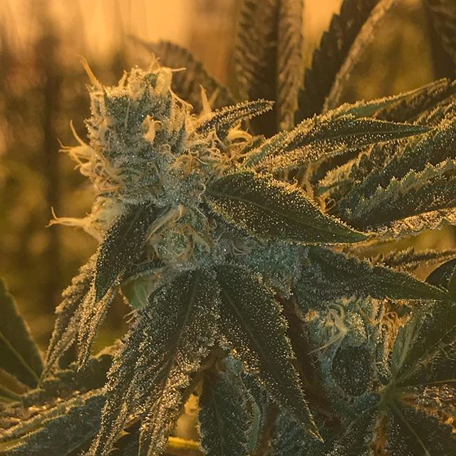 Sacred Seed Medical Dispensary Website