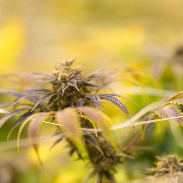 Casper’s Cannabis Club Website