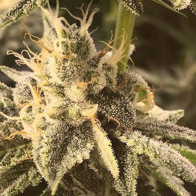 Metropolitan Wellness Center Website