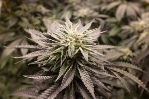 Ace's Place - Recreational Website