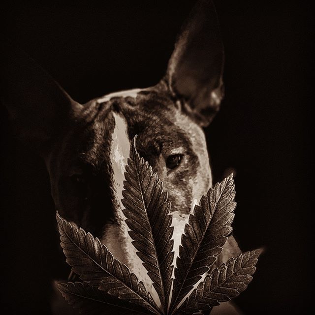 Better Buds of Maine Website