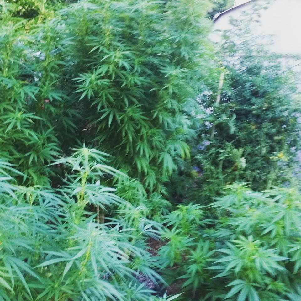 Little Amsterdam - Nevada Website