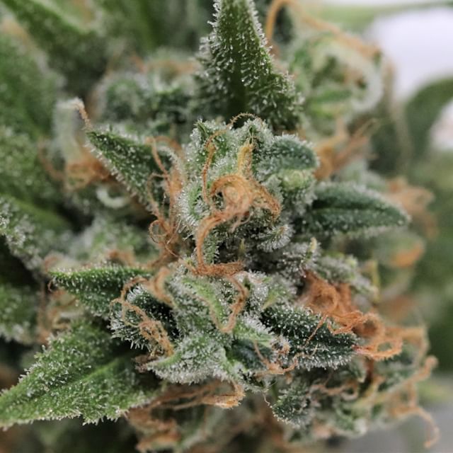 Chronic Therapy - Cortez Website