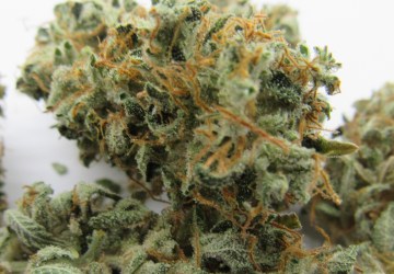 Selmer Farms Website