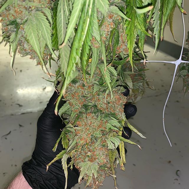 Three Rivers Dispensary Pueblo West Website