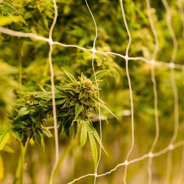 Levels - Denver Website