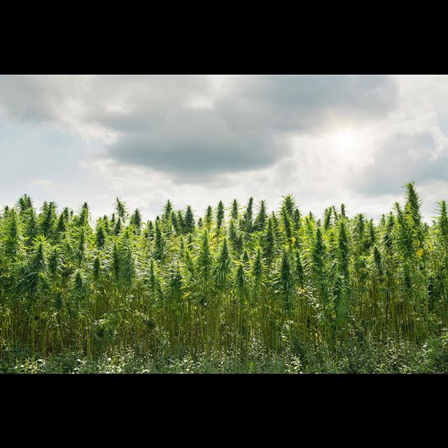 Wolf Pac Cannabis - Federal Blvd Website