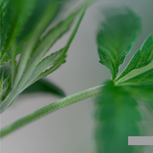 Casper’s Cannabis Club Website