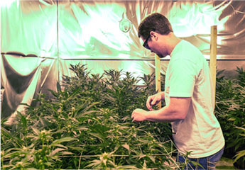 Pine Street Cannabis Company Website