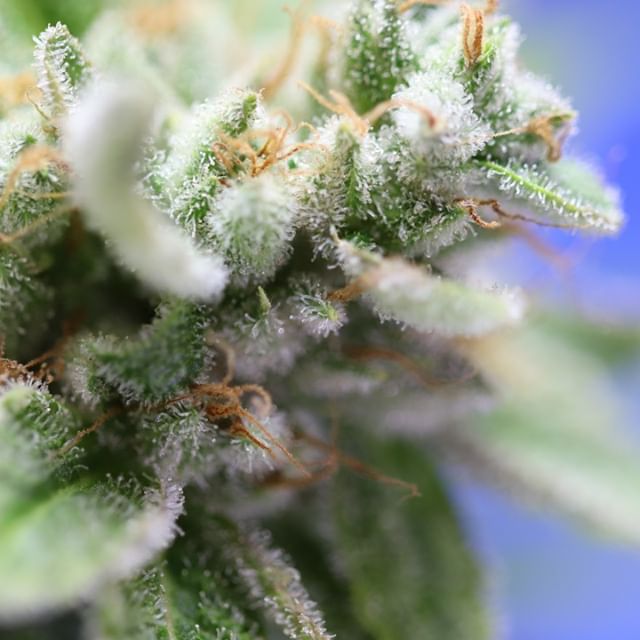 Chronic Therapy - Cortez Website