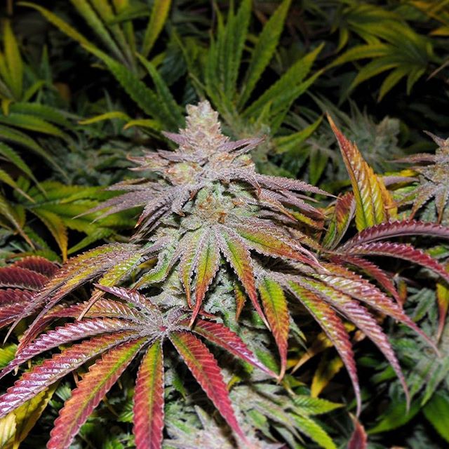 Healthy Pharms - Cambridge Website