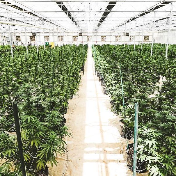 Strawberry Fields Colorado Springs Website