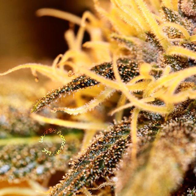 Sacred Seed Medical Dispensary Website