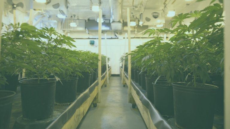 Sweet Greens NW - Rochester Website