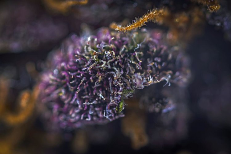 Plantae Bend Website