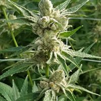 Ultra Health - North Valley Website