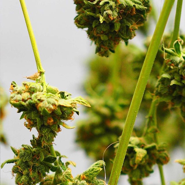 Casper’s Cannabis Club Website