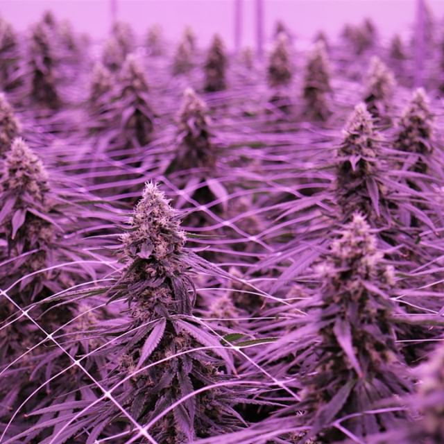 Revolutionary Clinics - Fresh Pond Website