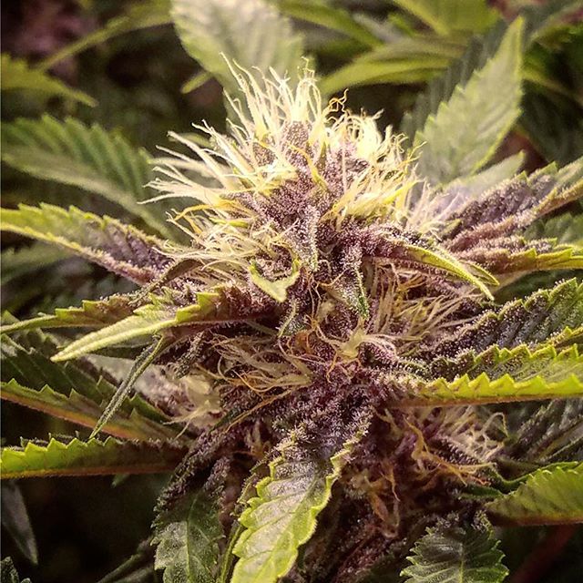 Healthy Pharms - Cambridge Website