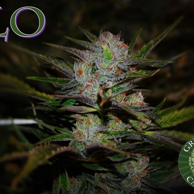 Green Man Cannabis - Downtown Website