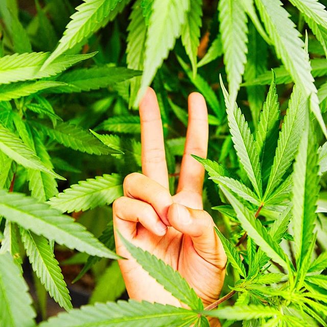 The Kind Center Website