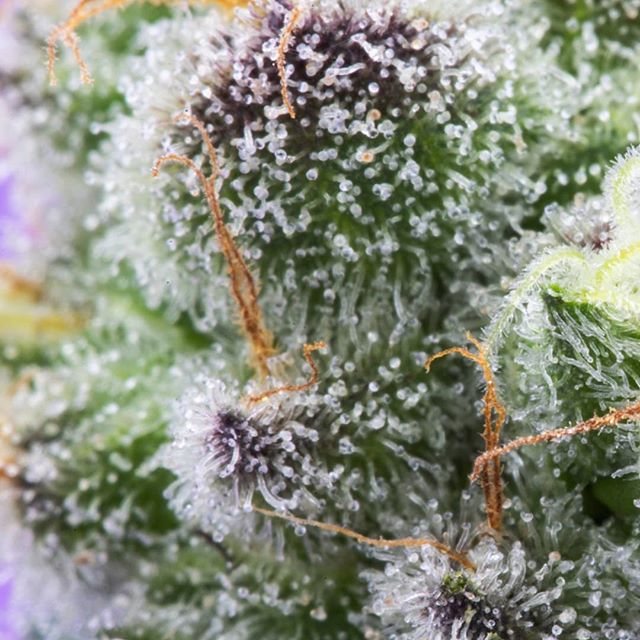 Urban Dispensary Website