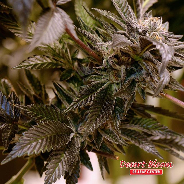 Desert Bloom Releaf Center Website