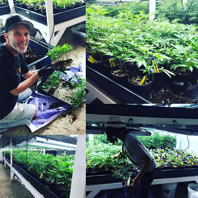 Herbal Healing Website