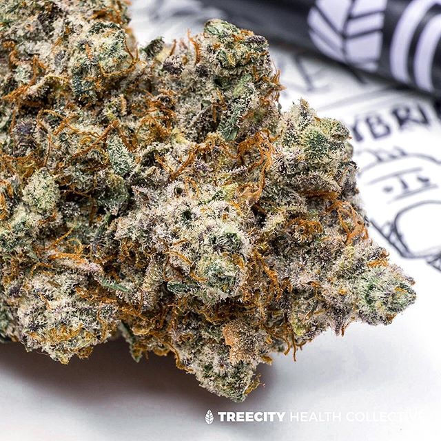 Treecity Health Collective Website