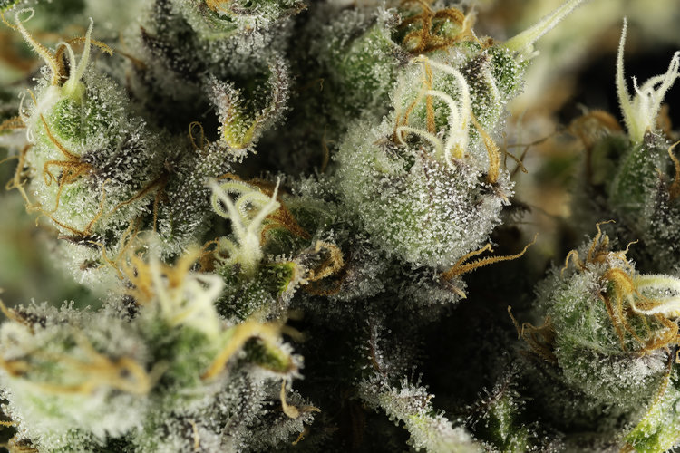 Pearl Pharma, Inc. Website