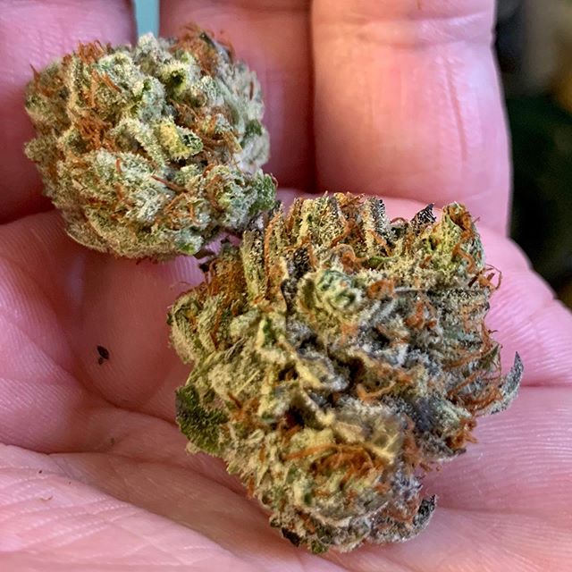 Freedom Market Longview - Recreational Website