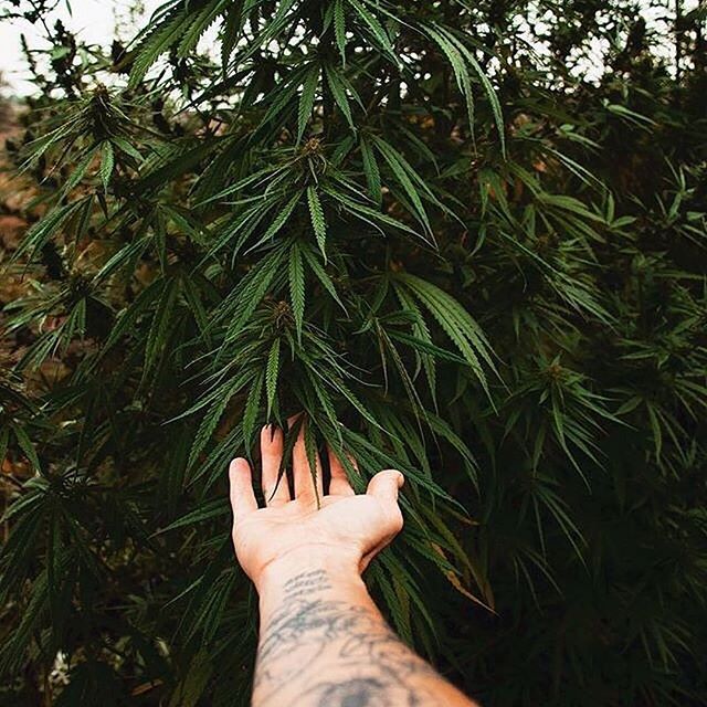 Emerald Fields Website