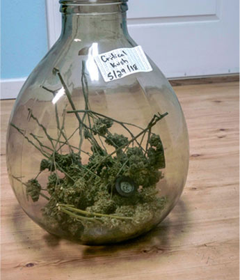 Pine Street Cannabis Company Website