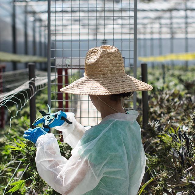 Sunday Goods Delivery - Phoenix Website