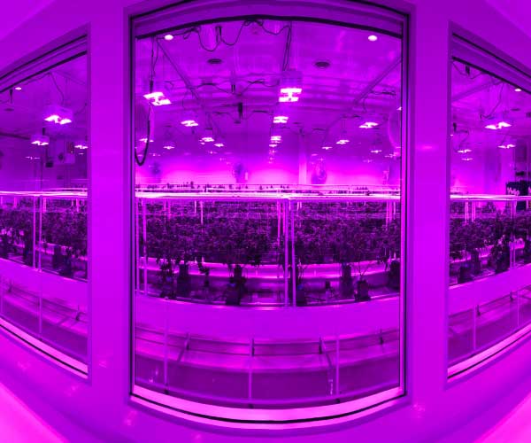 The Spot 420 - Pueblo Central Website