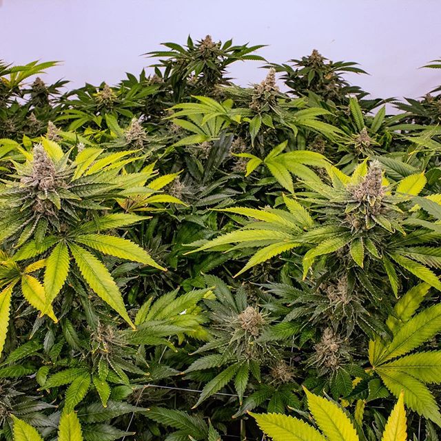 Three Rivers Dispensary Pueblo West Website