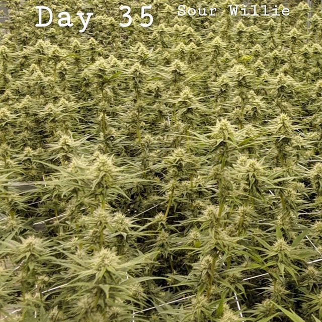 CannaBotica - Recreational Website