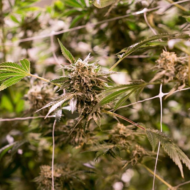 Levels - Denver Website