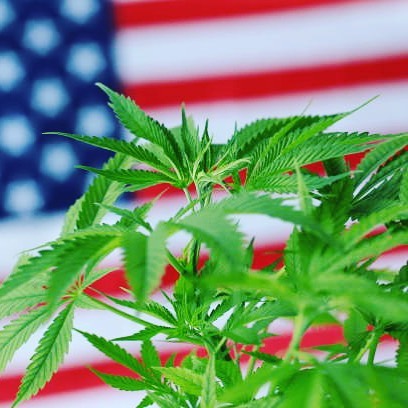 Bud and Bloom - Santa Ana Website