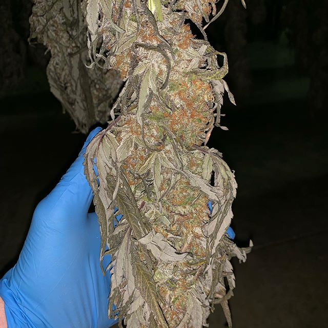 Three Rivers Dispensary Pueblo West Website