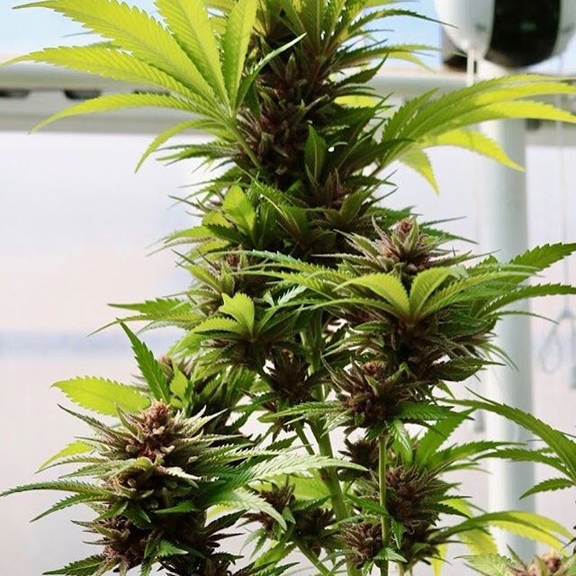 Green Pharms Dispensary Flagstaff Website