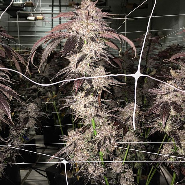 Spark1 - Missoula Website