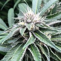 Ultra Health Albuquerque - Nob Hill Birdland Website