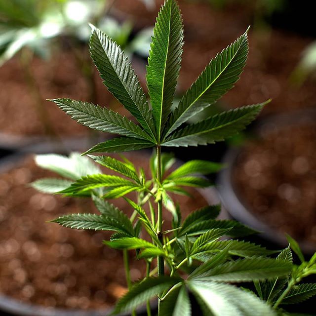 Patriot Care Lowell (Medical Only) Website