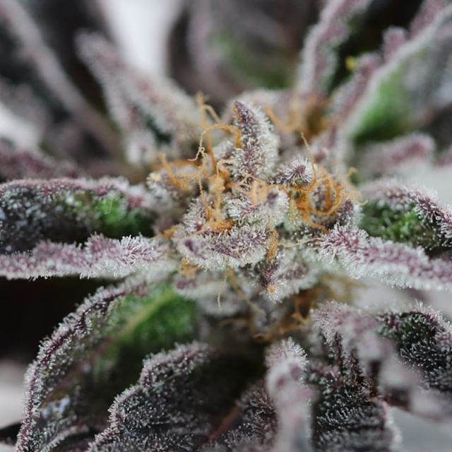 Chronic Therapy - Cortez Website