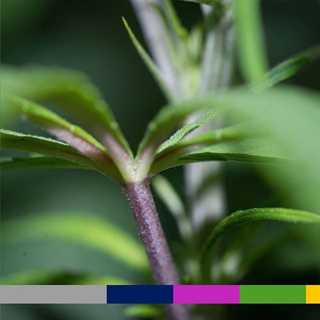 Casper’s Cannabis Club Website