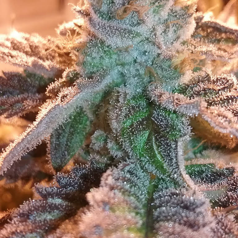 Hydroponic Consultancy Website