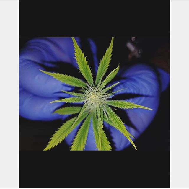 New Mexico Alternative Care Website