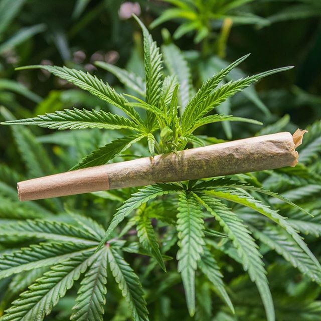 Denver Dispensary - Medical Website