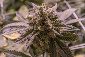 Trill Alternatives - MEDICAL Website